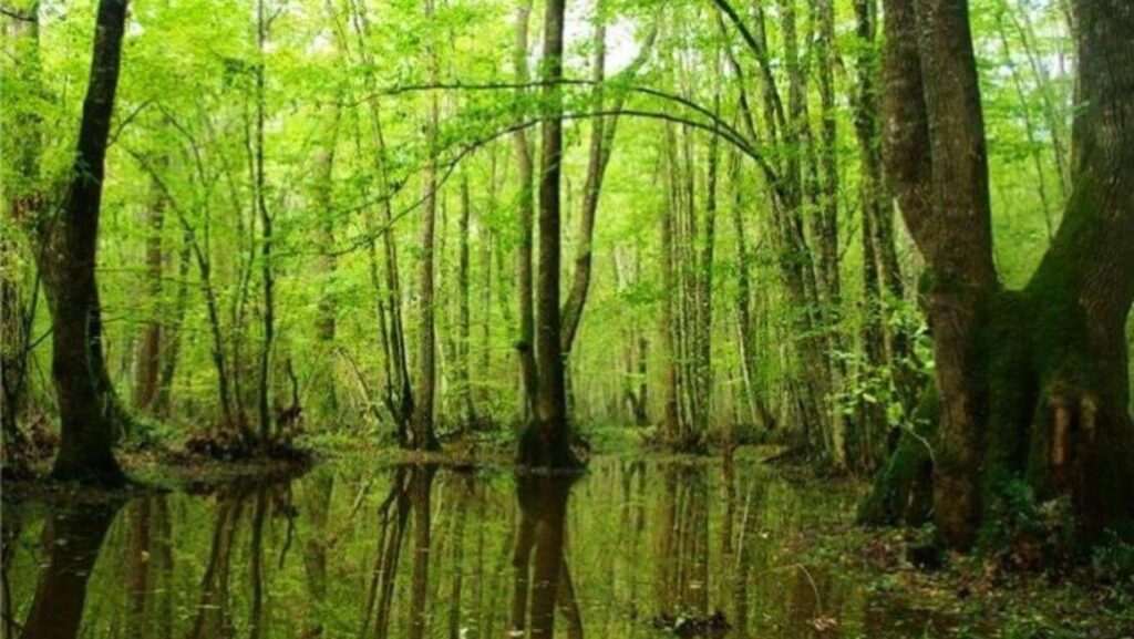 İğneada Longoz Ormanları/ Kırklareli Karavan Kamp